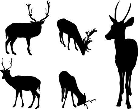 Deer collection