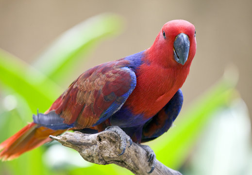 bright large tropical parrot sit on a branch