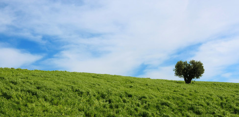 Obraz premium Collina