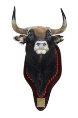 stuffed bull's head