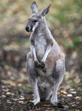 kangaroo in nature.
