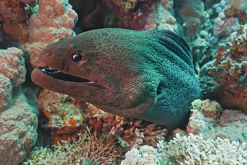 Giant moray on the coral reef in the red sea