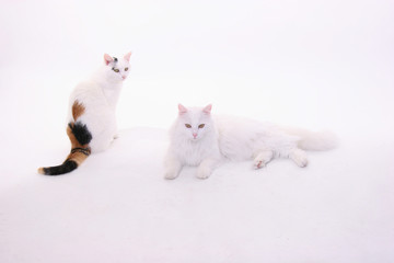 Katzen in weiß