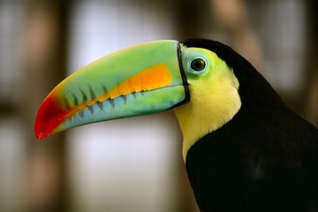 Kee billed Toucan bird colorful