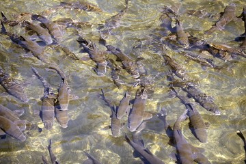 Barbel shoal of fish in a crowded river surface