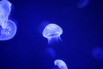 Naklejka premium Moon jellyfish over blue water