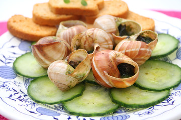 Weinbergschnecken auf Gurkensalat