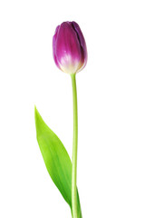 Fototapeta premium violet tulip