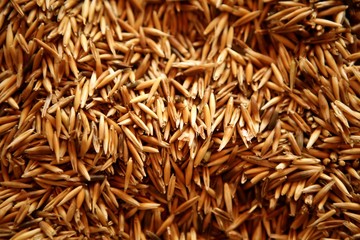 Cereal oats grain texture golden color background