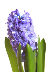 Blue hyacinth
