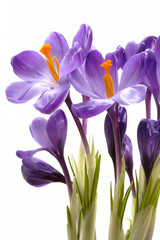 Naklejka premium crocus