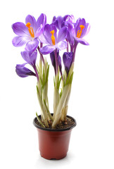 crocus