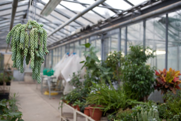 Fototapeta na wymiar Greenhouse series - inside a greenhouse.