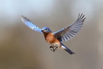 Tuinposter Bluebird tijdens de vlucht © Steve Byland