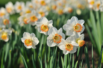 Large cupped Daffodils in a spring field