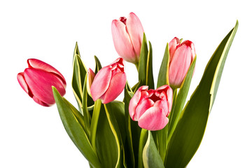 Bouquet of bright tulips on a white