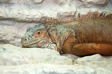 Iguana