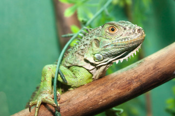 Iguana