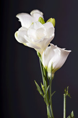 White freesia