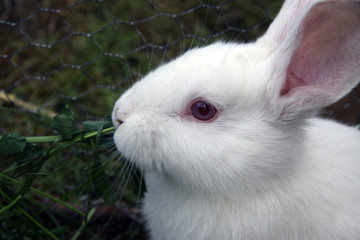 Adorable white rabbit in green grass