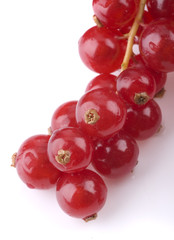 Red currant