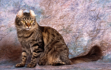 american curl aux oreilles bizarre assis de profil