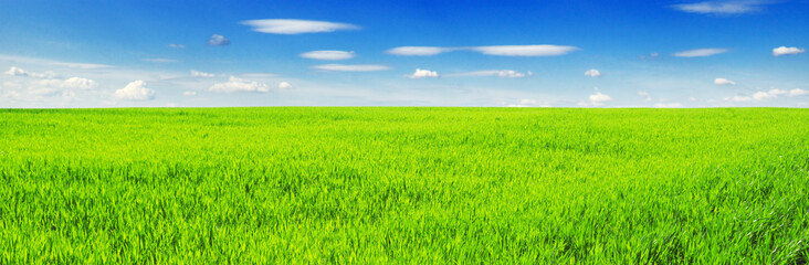 Fototapeta premium field