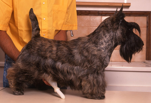 pr&eacute;l&egrave;vement de sperme sur  scottish terrier bring&eacute;