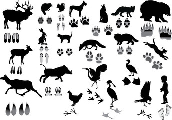 Fototapeta premium set of animals and its tracks