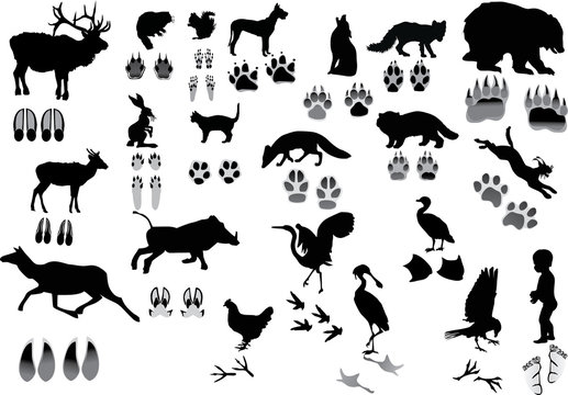 set of animals and its tracks