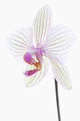 Orchidee