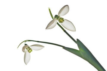snowdrop
