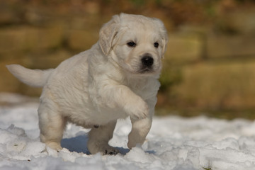 Kleiner Welpe im Schnee