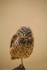 Burrowing Owl