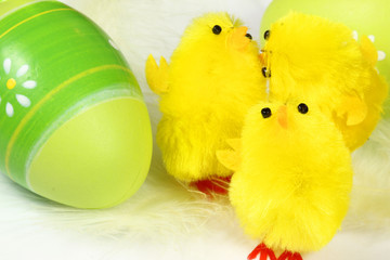Chicks and egg