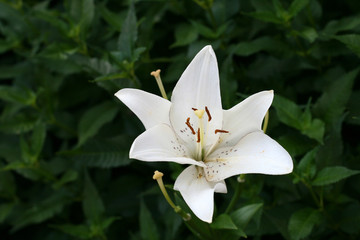 Lily