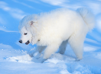 Puppy of Samoyed dog play with snow