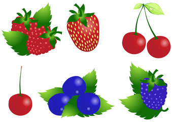 Vector illustration of ripe berries