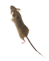 Common house mouse (Mus musculus) top view