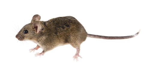 Common house mouse (Mus musculus) side view