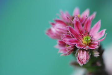 Dachwurzblüte (Semperervivum)