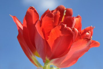 Rote Tulpe