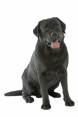 labrador noir assis de face inspirant confiance