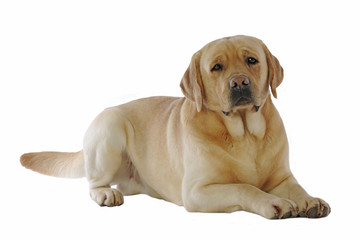 labrador étendu de tout son long au regard interrogatif