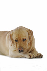 regard soumis et méfiant du labrador marron adulte