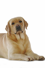 Fototapeta premium labrador allongé de trois quart en studio sur fond blanc