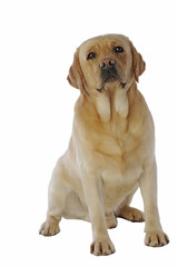 labrador adulte assis de face avec un air anxieux