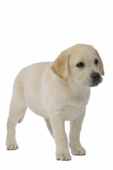 chiot labrador sable debout de trois quart