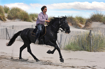 galop d'étalon dans les dunes