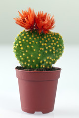 Cactus with blossoms